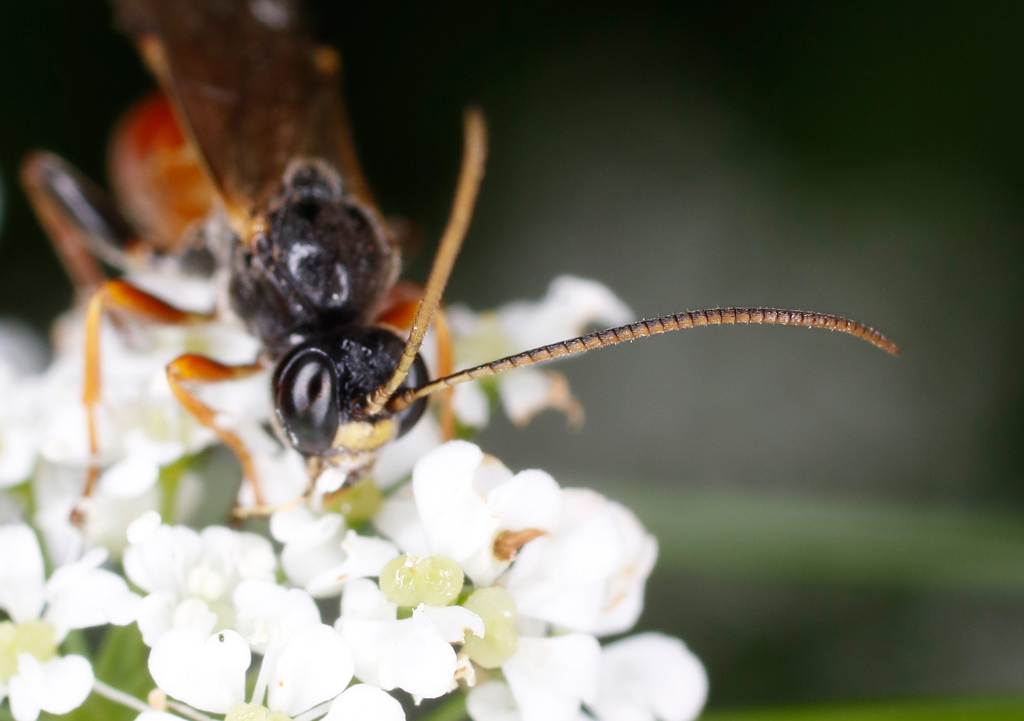 Ichneumonidae: Tryphon rutilator?